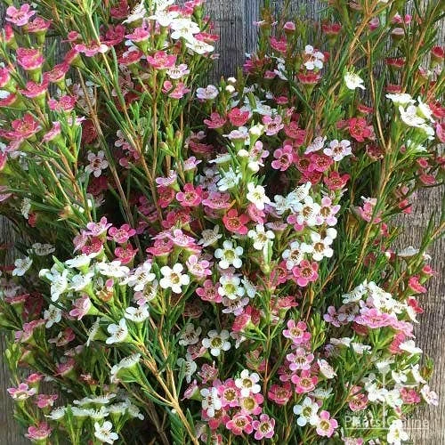 Chamelaucium MY SWEET 16™ - Waxflower - Image 6