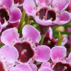 Chamelaucium Cha Cha - Waxflower