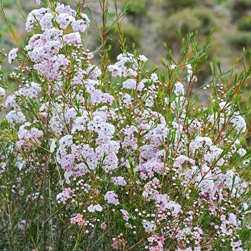 Chamelaucium Dancing Queen - Waxflower - Image 9