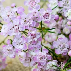 Chamelaucium Dancing Queen - Waxflower