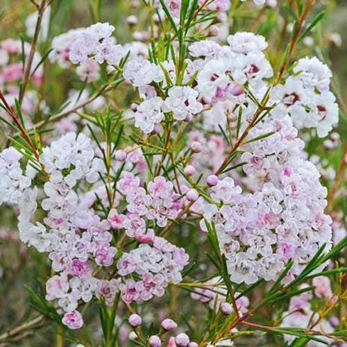 Chamelaucium Dancing Queen - Waxflower - Image 6