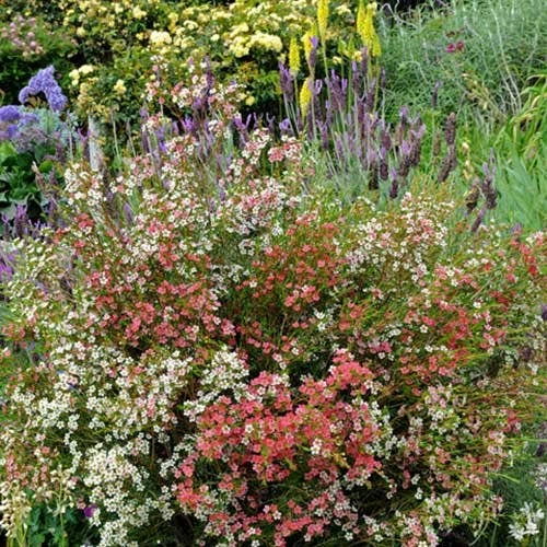 Chamelaucium MY SWEET 16™ - Waxflower - Image 5