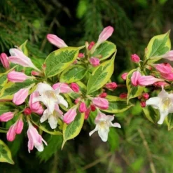Weigela Variegated