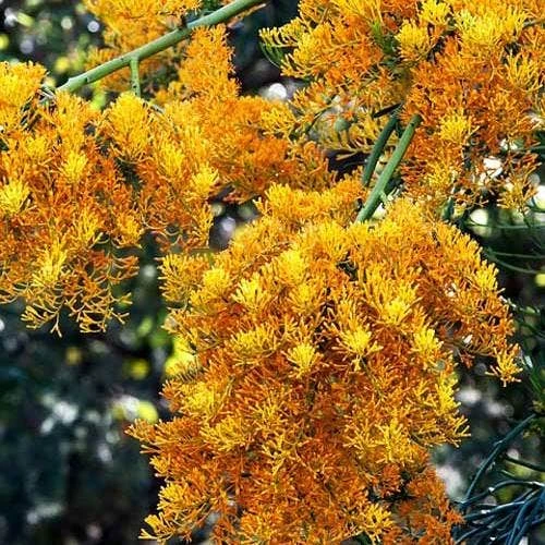 Australian Wildflower WA Christmas Tree - Seed