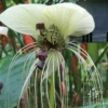 Bat Plant White - Tacca