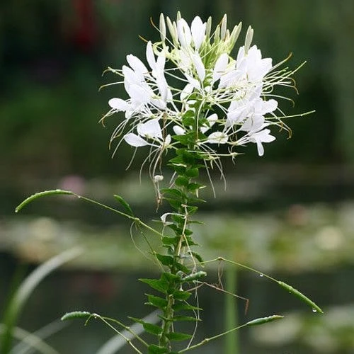 Cleome - Spider Flower - Seed - Image 3