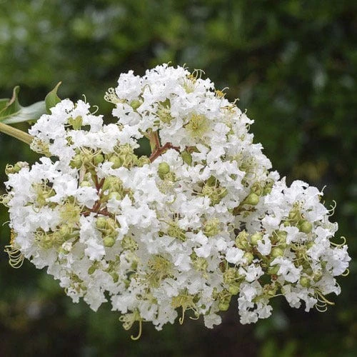 Crepe Myrtle - Lagerstroemia Natchez - Image 2