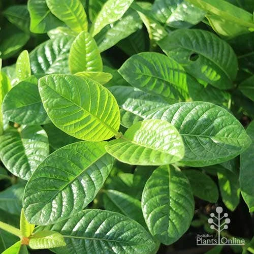 Gardenia White Star - Image 6