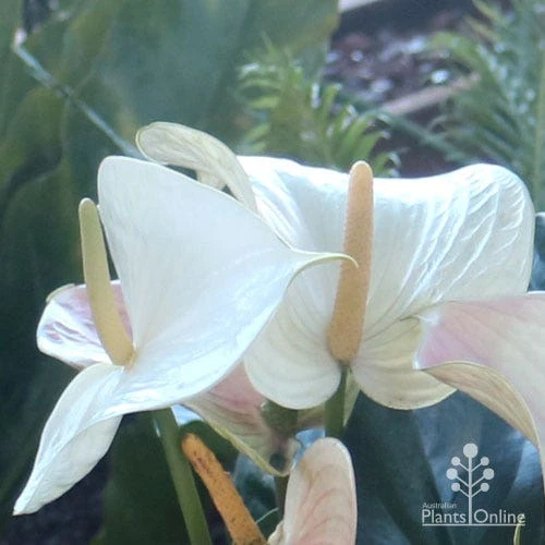 Anthurium White Winner - Image 5