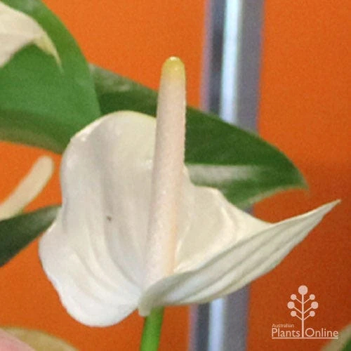 Anthurium White Winner - Image 6