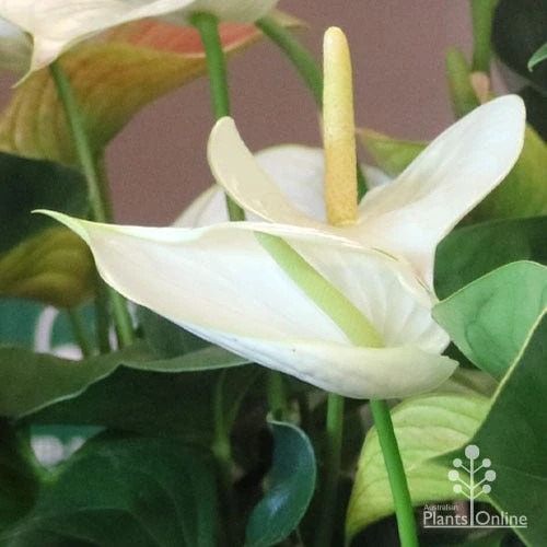 Anthurium White Winner - Image 7