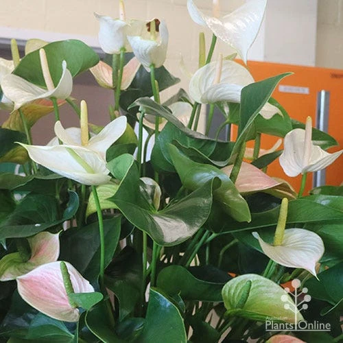 Anthurium White Winner - Image 8