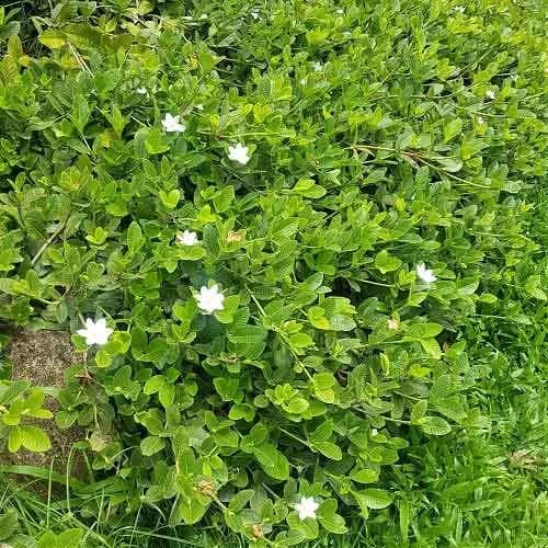 Gardenia White Star - Image 3