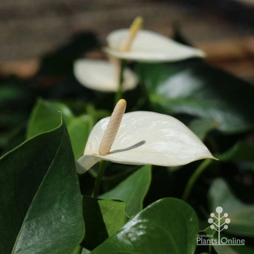 Anthurium White Winner - Image 4