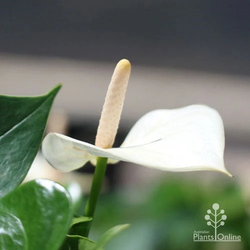 Anthurium White Winner - Image 2