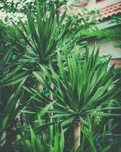 Yucca Elephantipes - Soft-tip Yucca - Image 7