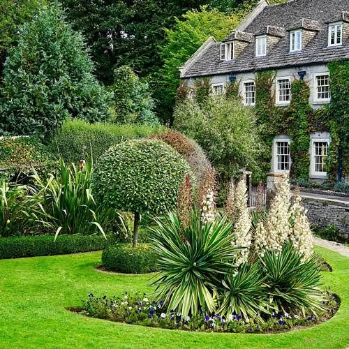 Yucca Elephantipes - Soft-tip Yucca - Image 5