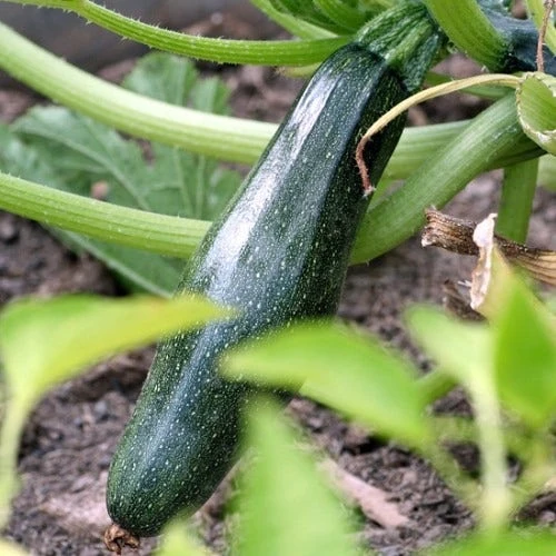 Zucchini Black Beauty Organic - Seed - Image 2